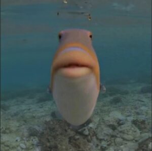 Funny Fish