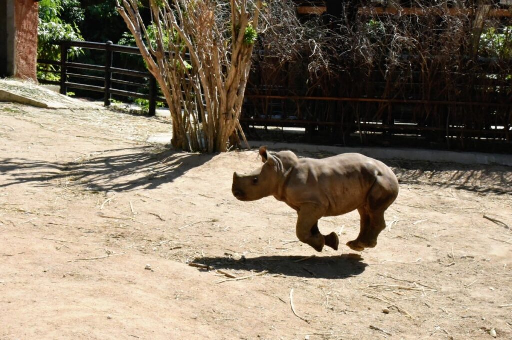 Power The Baby White Rhino