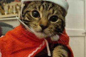 Santa Cat