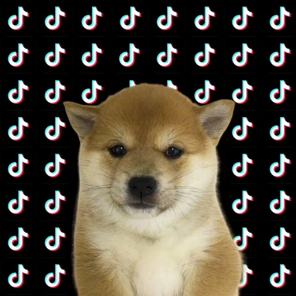 FYPDOG: Social experiment, sending the first dog to become viral on Tiktok. Comment #FYP on the tiktok post! meme Coin name Coin