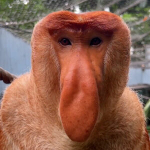 zong: Nakula (Na Zong) the proboscis monkey meme Coin