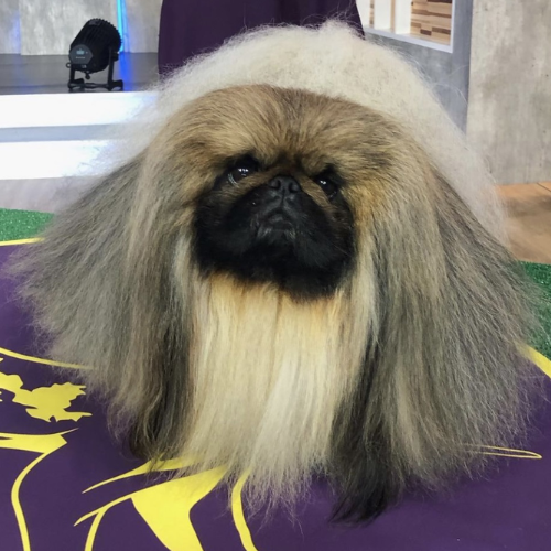 WASABI: The Hottest MEME Coin! Inspired by Wasabi u82a5u672b & Wasabi the Pekingese, this winner is ready to take the crypto world by storm!