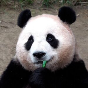 $FUBAO: The Viral Panda - China's First Naturally-Bred Meme Coin