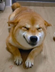 Introducing peiqi Coin: #1 Chinese Shiba (佩奇). China's most famous Shiba Inu with an evil smile. Discover the allure of MEME Coins.