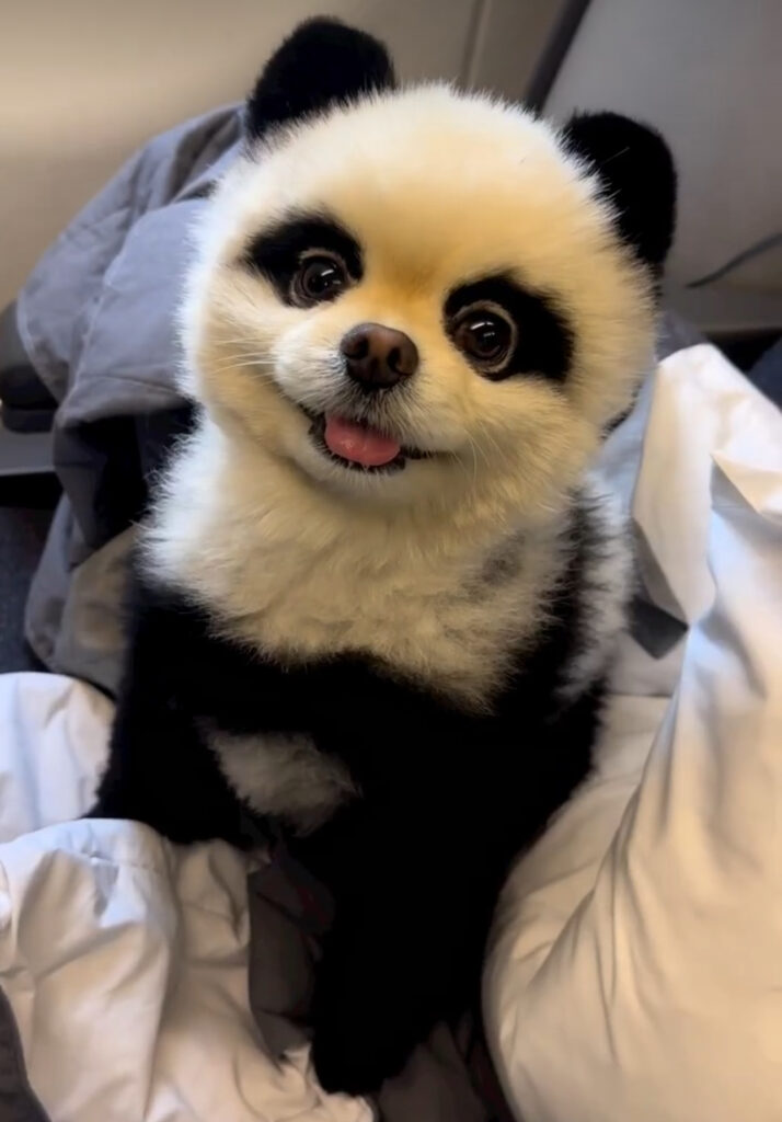 Yuki: Meet the Popular Panda Dog with 230k+ Instagram Followers - Check for Yourself!