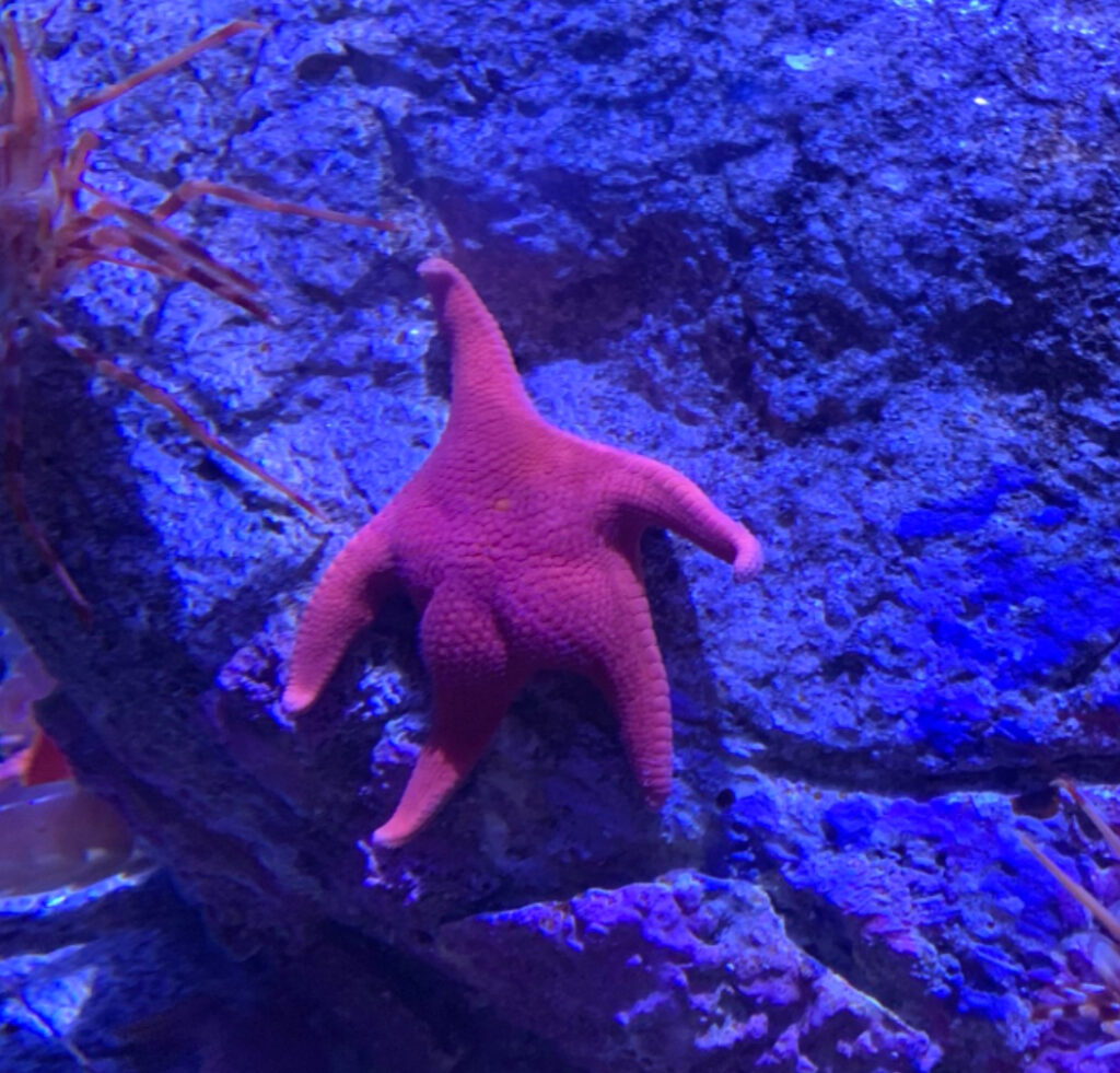 BBS: Thicc Starfish Meme Coin - Big Butt Starfish Coin