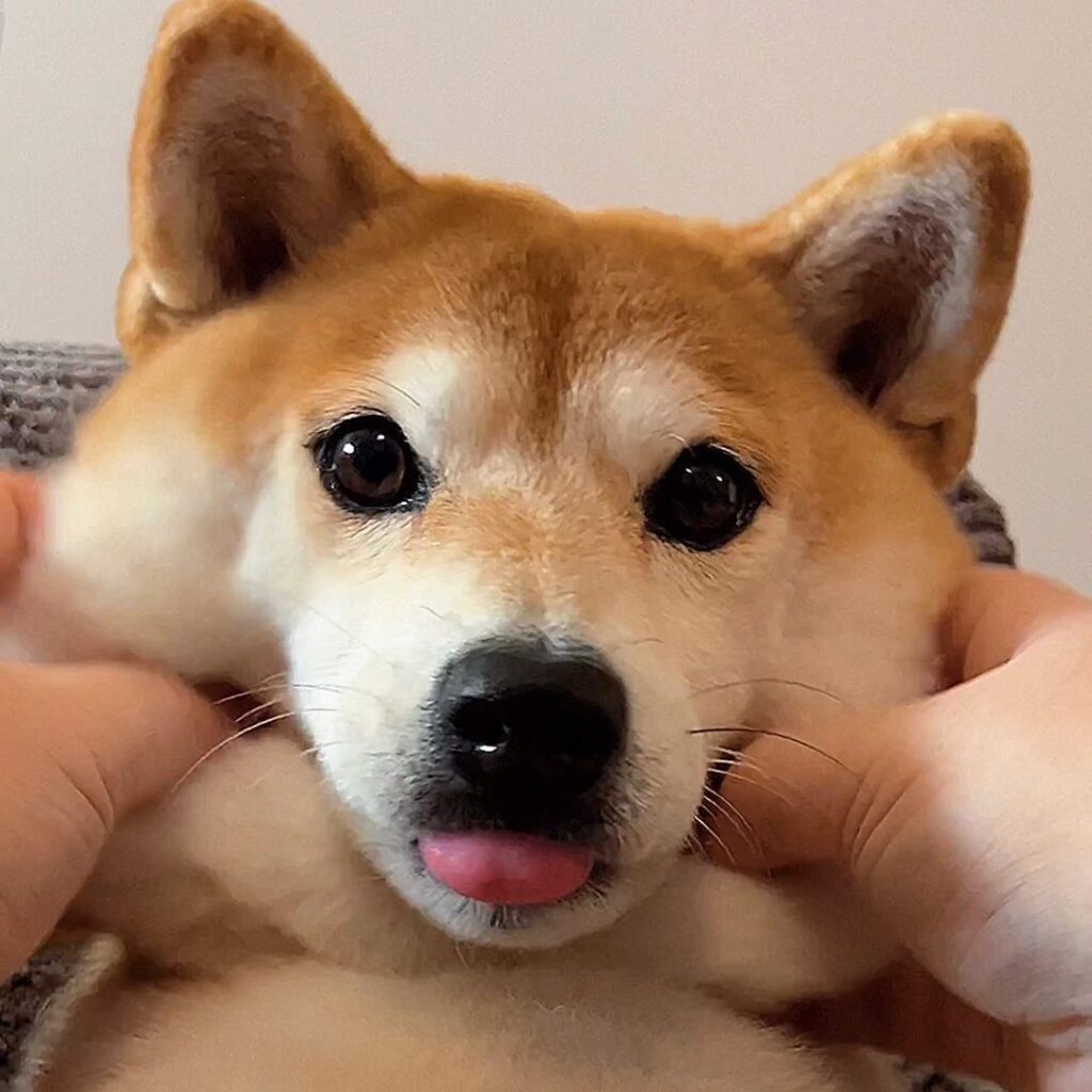 BORK: Eevee Shiba - #1 Tiktok Shiba Meme Coin