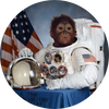 GORDO: The Memorable Monkey Coin Embarks on Final Moon Mission - Join Our Community & Hodl Your $GORDO!