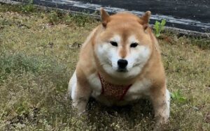 Henshi: Strongest Shiba in the World. Join the Meme Coin Revolution!