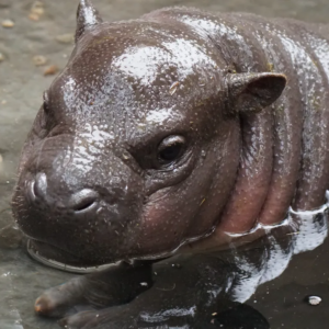 Ptolemy Coin: Boston Zoo's MEME Coin for Ptolemy the Hippo, Fall 2020