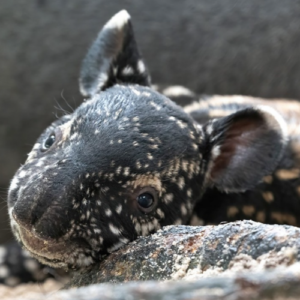 Tapir Coin: Zoo Miami Celebrates Endangered Malayan Tapir Birth, First in 18 Years