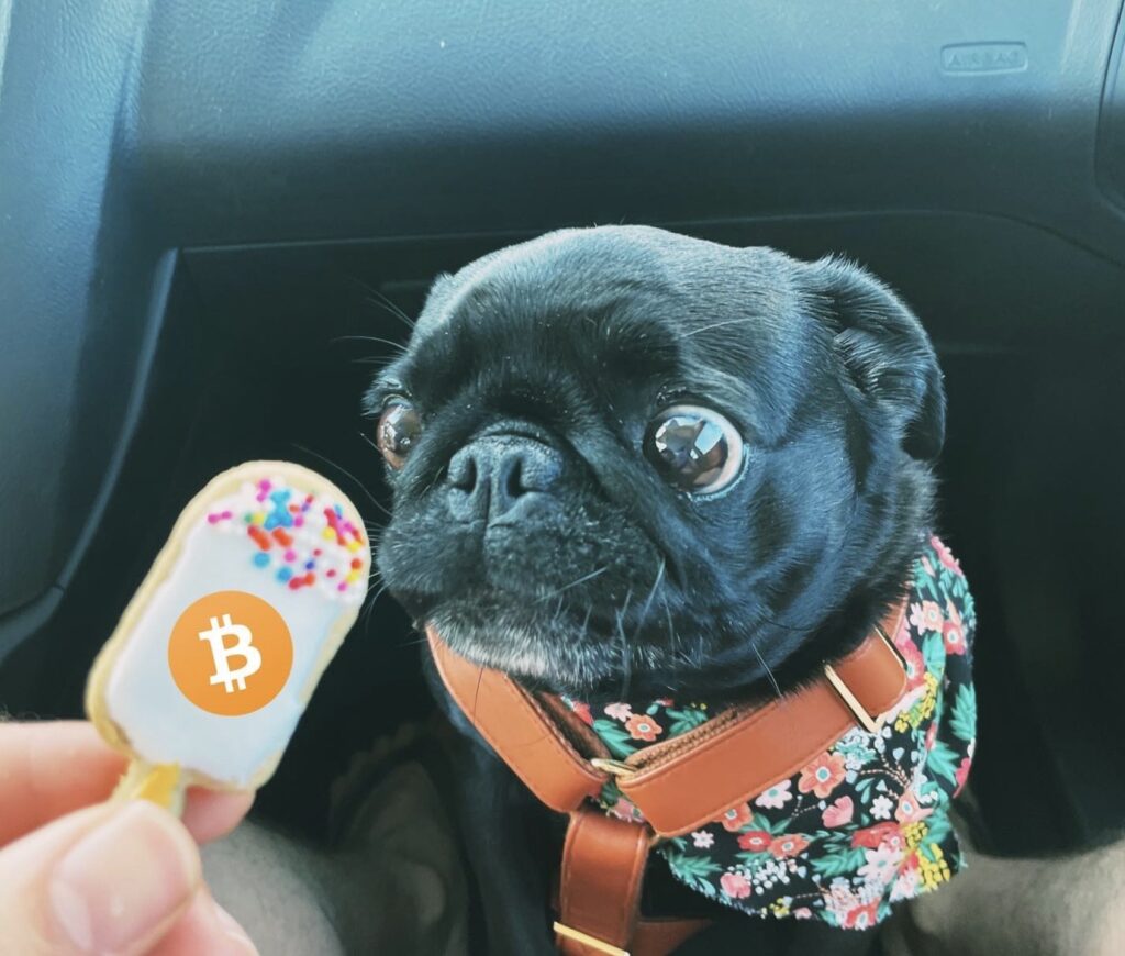 Satoshi: First Dog on the Blockchain, Making Waves with Unique Features & Promising Potential - Meme Coin