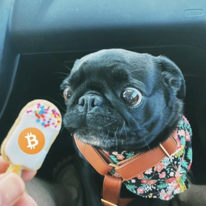 SATOSHI Coin: MEME Coin, first dog on the blockchain