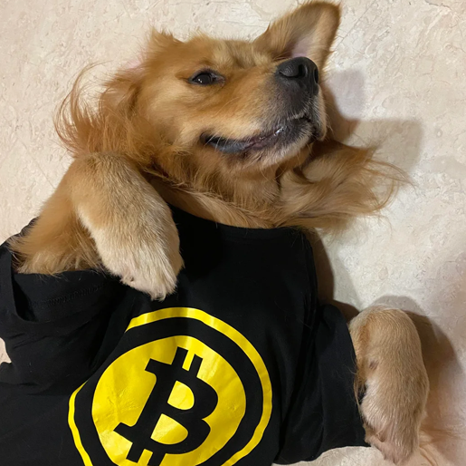 Bitcoin: Transform your financial future with dog called bitcoin, the meme Coin