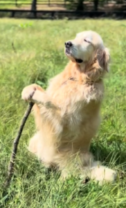 Gandalf: The MEME Coin Inspired by Gandalf the Golden Retriever, the Oldest and Wisest Dog