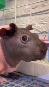 Moowish: Skinny Pig + Mini Moodeng = Meme Coin