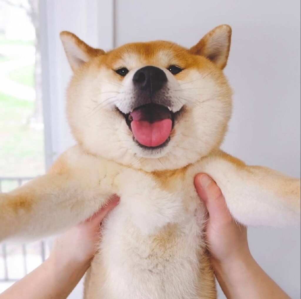 oka Coin: Join the MEME Revolution with 'oka Shiba Inu' Coin!