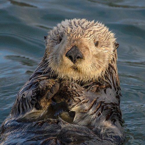 ROSA Coin: The Famous Sea Otter MEME Coin - Explore MEME is Game