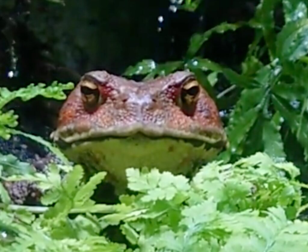 Cane: Scientific Name of Aquarium Toad Meme Coin