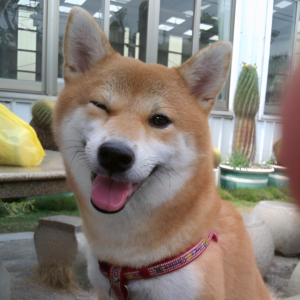 WINK: Discover the charm of 'WINK' Coin with the adorable mascot 'WINKDOG', the winking Shiba dog. Join MEME Coins revolution today!