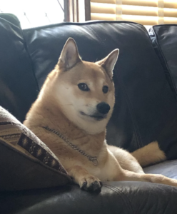 SUKI inu: Embrace the Doge Look with the Latest MEME Coin