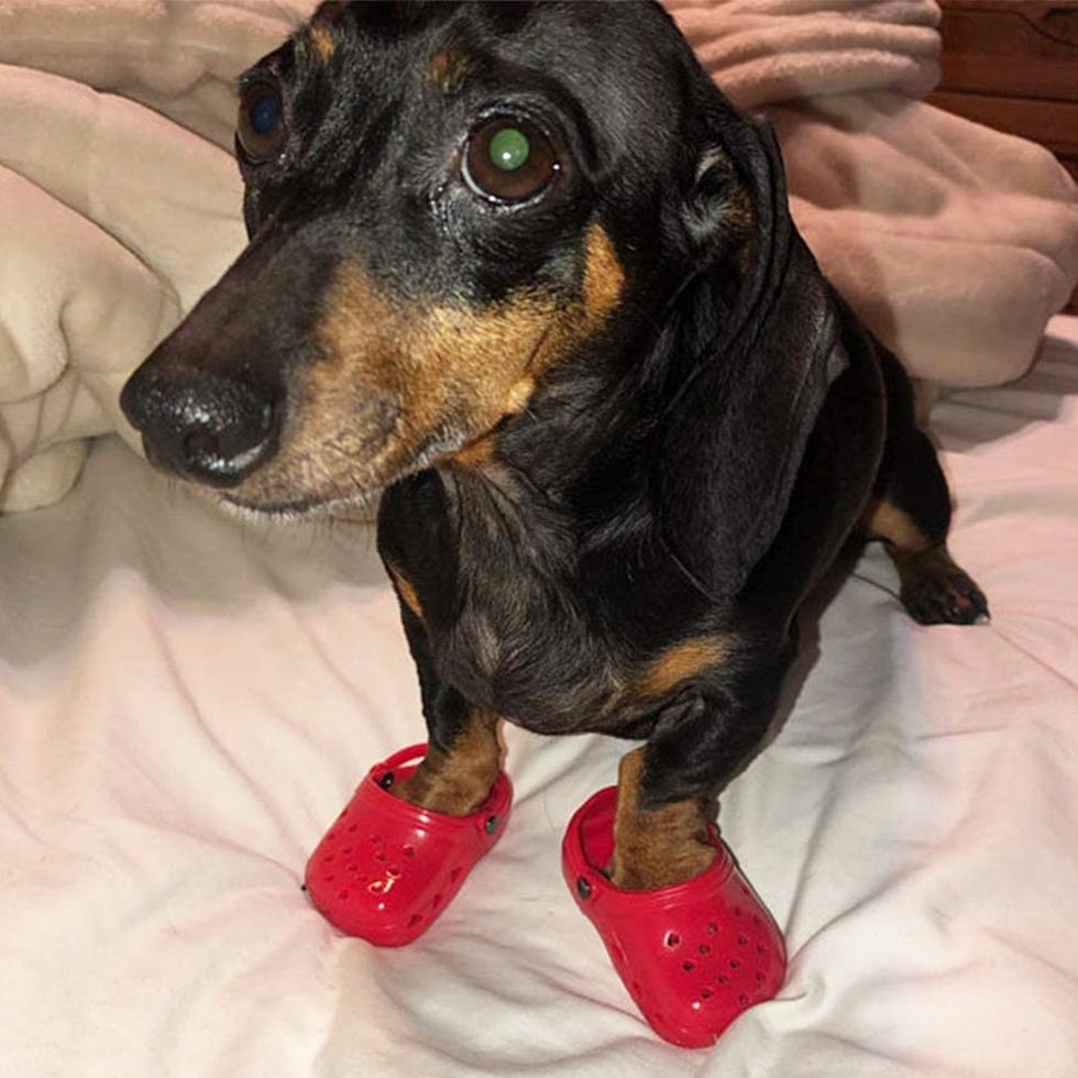 dogwifcrocs: The Ultimate MEME Coin for Dog Lovers - Join the 'dog WIF crocs' Community Today!