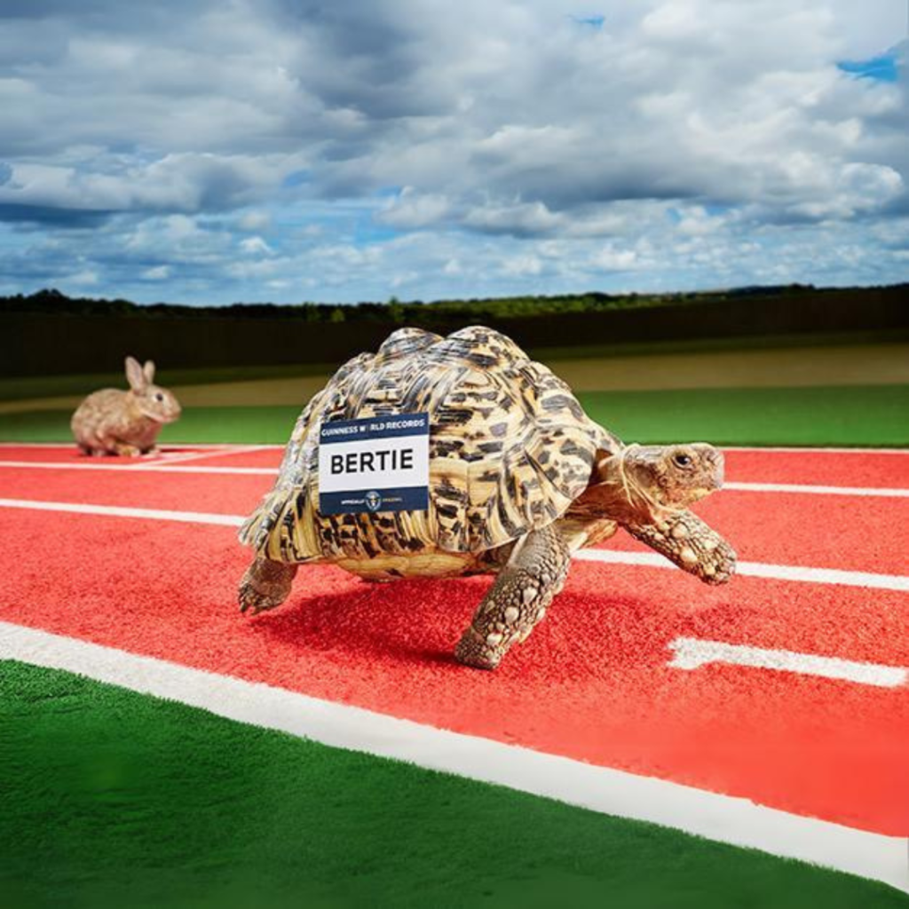 Bertie: Fastest turtle in the world - Official Guinness record holder with a MINDBLOWING speed of 0.28 m/s (0.92 ft/s) - Meme Coin