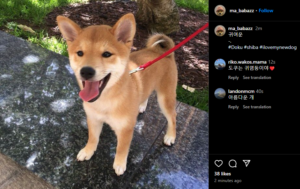 Doku: The Ultimate MEME Coin for WIF Owner's New Dog