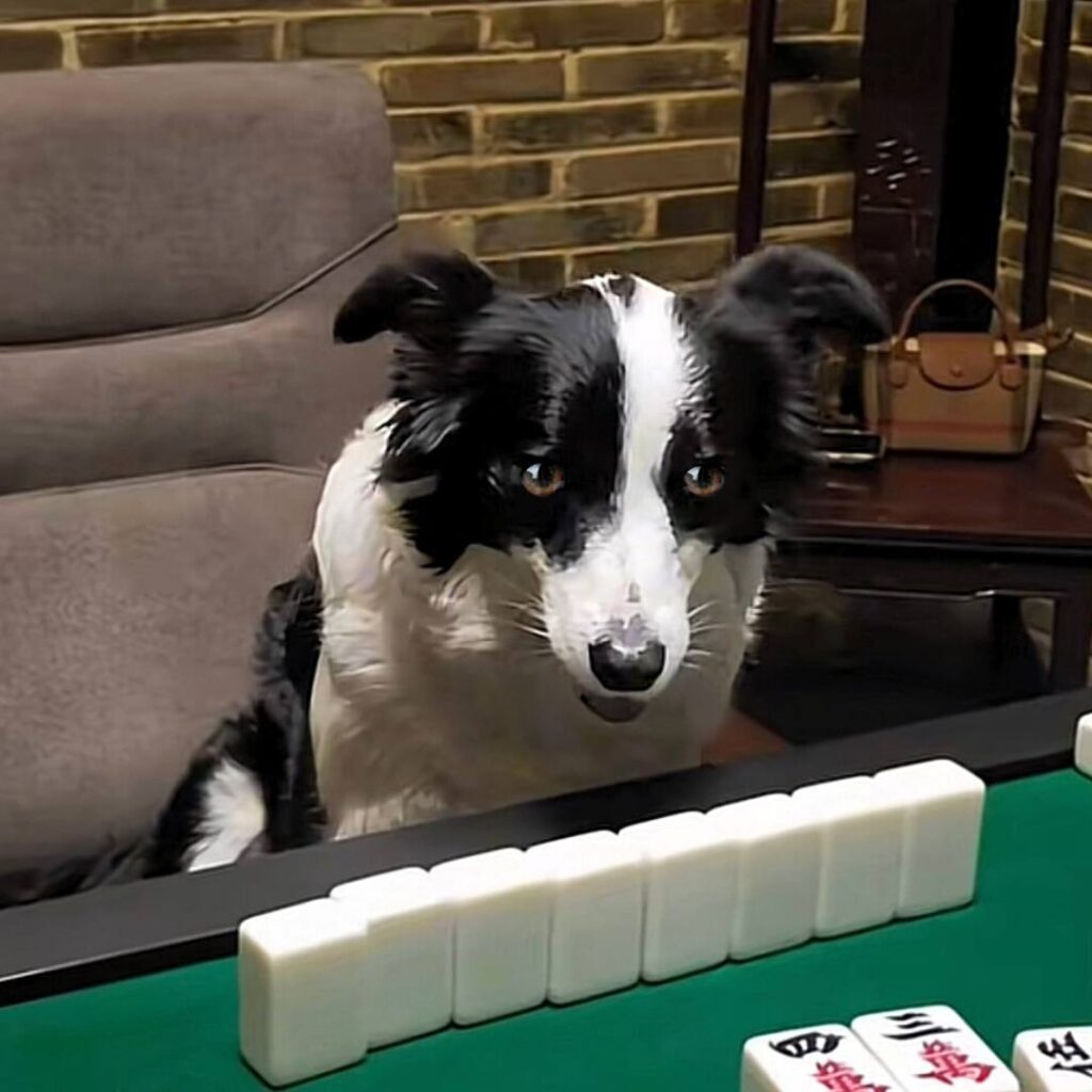 RR Coin: Introducing 'RR' Coin, powered by RUANRUAN - the coolest dog that plays Mahjong ud83cudfb2. Discover the latest in MEME Coins now!