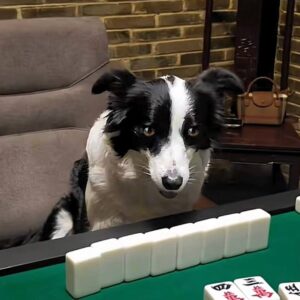 RR Coin: Introducing 'RR' Coin, powered by RUANRUAN - the coolest dog that plays Mahjong 🎲. Discover the latest in MEME Coins now!