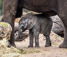 CORRA Coin: Disney Born Elephant, Unique MEME Coin with Adorable Mascot