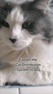 CDS: The Cat Distribution System - Memorable Meme for Coin CDS