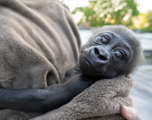 ABEO: Baby Gorilla - The Happiness Bringer of Meme Coin ABEO