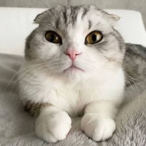 muu Coin: MEME Currency Inspired by muu (むーくん) - Find Mew, the Cutest Cat on TikTok!