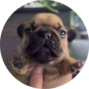 pupper: Very small and cute MEME Coin | Join the MEME Coins revolution now!