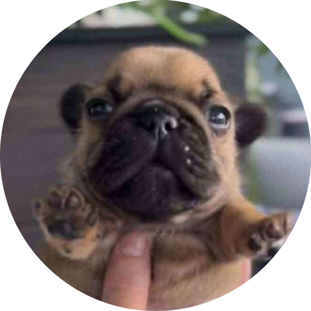 pupper: Very small and cute MEME Coin | Join the MEME Coins revolution now!