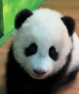 MEIZHU Coin: Meme Coin of Guangzhou Zoo's New Baby Panda