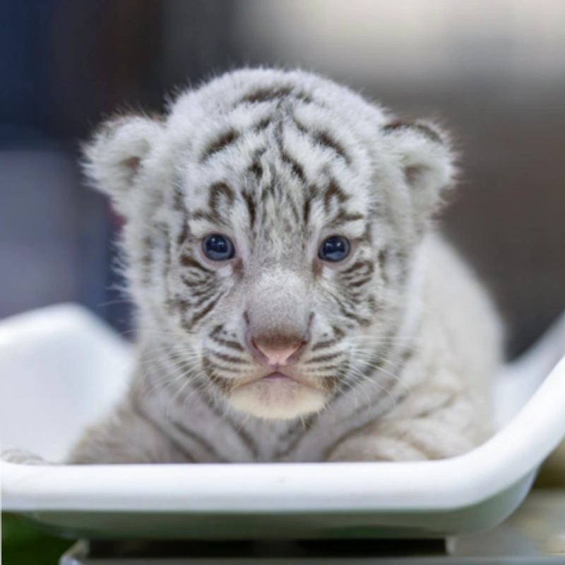 TORA Coin: Discover Baby White Tiger Meme Coin on MEME is Game