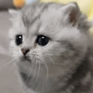 Xiaowolong Coin: #1 TikTok Chinese Kitten Meme Coin, Join the Trend