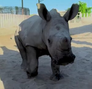 ONYX Coin: Adorable Baby White Rhino Meme Coin Roaring from Dubai