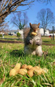 Peanut: MEME Coin - The Squirrel on TikTok & Ig!