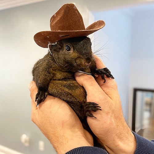 Peanut: Join the Meme Coins Craze with #1 TikTok Squirrel!