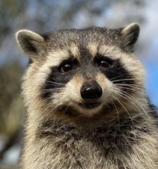 FRED Coin: Embrace the Meme Fun with Fred the Raccoon!