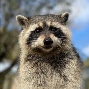 FRED Coin: First Convicted Raccoon - MEME Coin Revolution