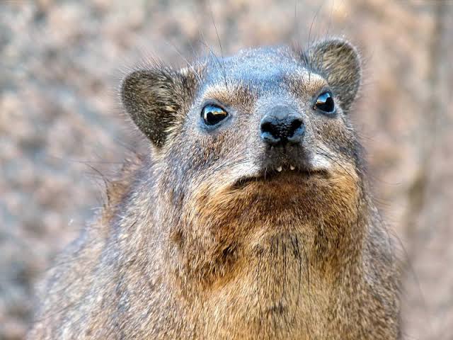 HYRAX: The Screaming Hyrax of MEME Coins