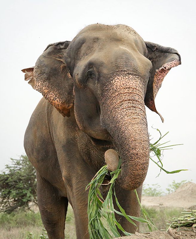 Raju the Elephant: Chronic Injuries Healing Well, Meme Coin Name