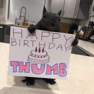 THUMB Coin: Decentralized Meme Coin for Peanut's BFF Thumbelina