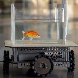 elon musk's pet fish