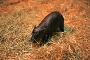 Haggis Coin: Meet 'Haggis' Coin, inspired by the adorable Haggis pygmy hippo calf at Edinburgh Zoo! Join the fun in the world of MEME Coins today!