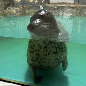 PEPPER: Viral Seal 'Pepper' from North Safari Sappolo in Japan #FreePepper #MemeCoin